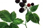Kupina