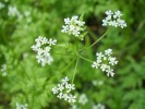Krasuljica