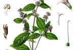 Paprena metvica
