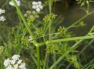 Vodena trbulja
