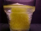 Orgon i led